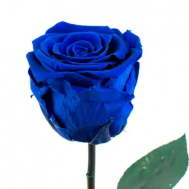 FunRose Роза синяя Собери Сам