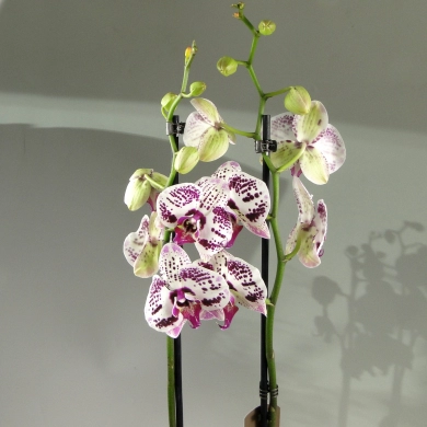 FunRose Орхидея Фаленопсис Горшечные цветы