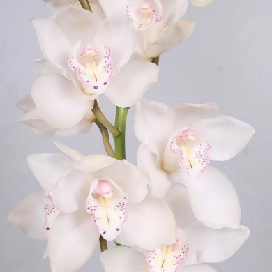 FunRose Орхидея цимбидиум бутон Собери Сам