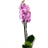 Орхидея Фаленопсис 