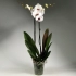Орхидея Фаленопсис 